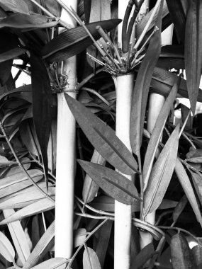 Siyah ve beyaz bambu yapraklar yakın