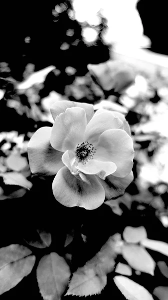 Rose de cerca la fotografía en blanco y negro —  Fotos de Stock