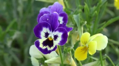 Yeşil bir alanda mor sarı renklerle yakın bir pansy çiçek 4k video. Doğa güzelliği veya bahar konsepti