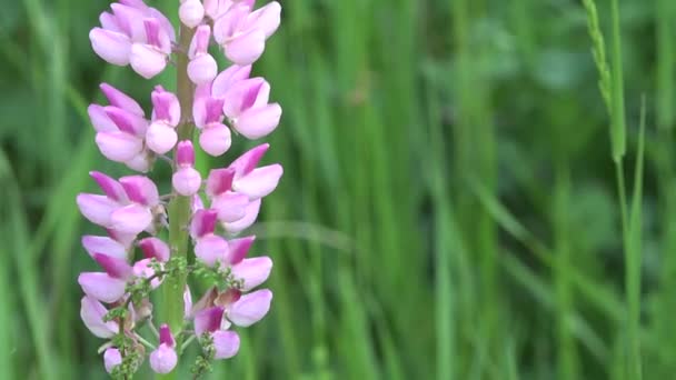 Vidéo 4k de fleur rose près dans un champ vert et journée venteuse. Nature beauté ou concept de printemps 