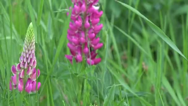 非常に風の強い日に緑のフィールドで2つのピンクの花からフォーカスシフトの4Kビデオ 自然の美しさや春のコンセプト — ストック動画