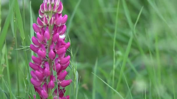 緑のフィールドと非常に風の強い日にクローズアップピンクの花の4Kビデオ 自然の美しさや春のコンセプト — ストック動画