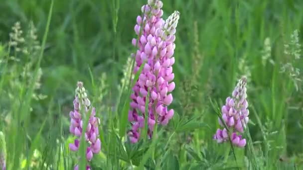 Video Pink Flowers Green Field Very Windy Day Nature Beauty — Stock Video
