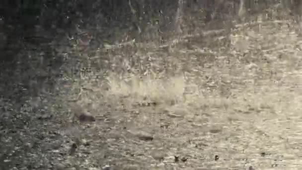 Video Heavy Rain Drops Falling Poring Pavement Cement — Stock Video
