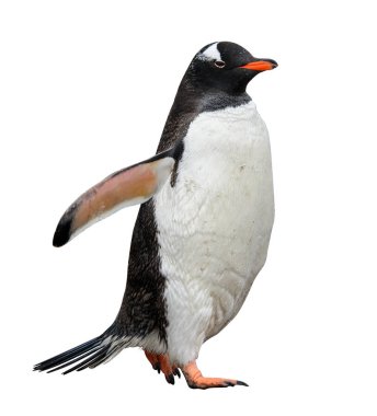 Beyaz arka plan üzerinde izole Gentoo pengueni