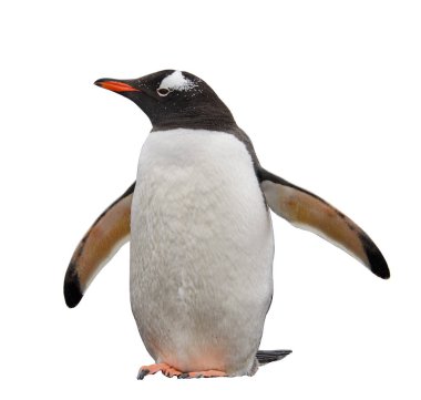 Beyaz arka plan üzerinde izole Gentoo pengueni