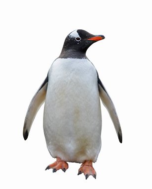 Gentoo penguin isolated on white background clipart