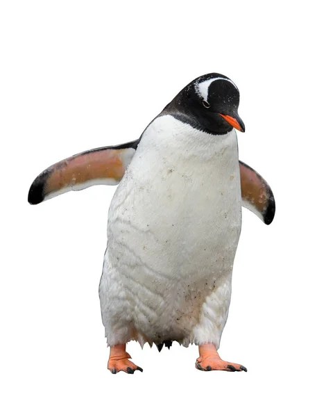 Pinguino Gentoo Isolato Sfondo Bianco — Foto Stock