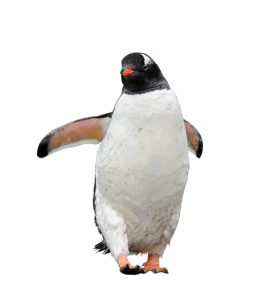 Pinguino Gentoo Isolato Sfondo Bianco — Foto Stock