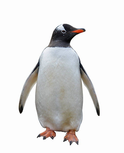 Пингвин Gentoo изолирован на белом фоне

