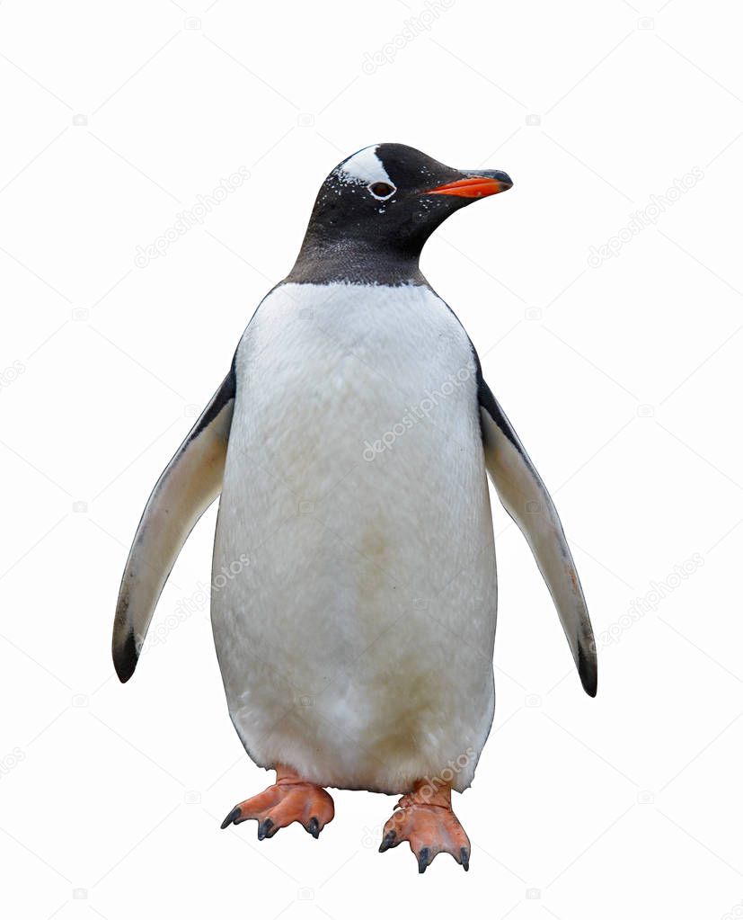 Gentoo penguin isolated on white background