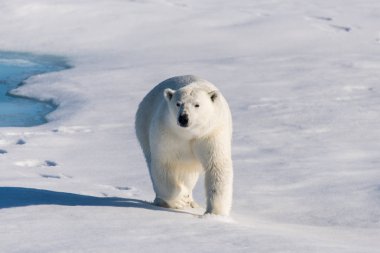 Mors buz Svalbard üzerinde