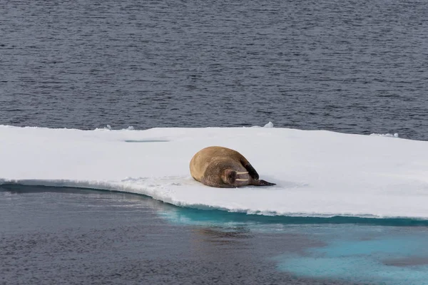 Urso Polar Embalagem Gelo Svalbard — Fotografia de Stock