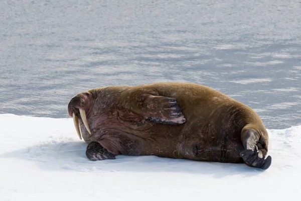 Πολική Αρκούδα Στον Πάγο Πακέτο Αρχιπέλαγος Σβάλμπαρντ — Φωτογραφία Αρχείου