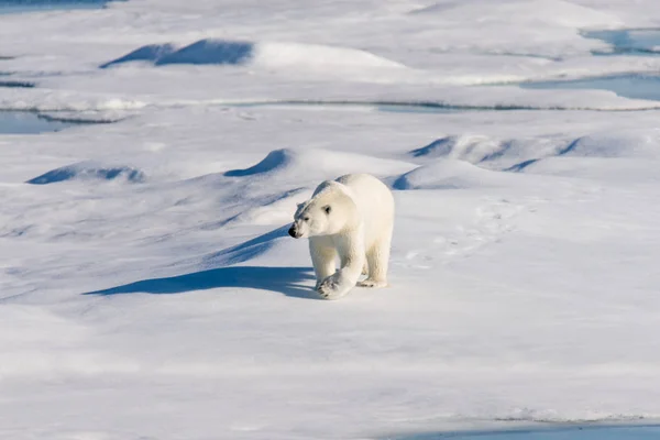 Oso Polar Paquete Hielo Svalbard — Foto de Stock