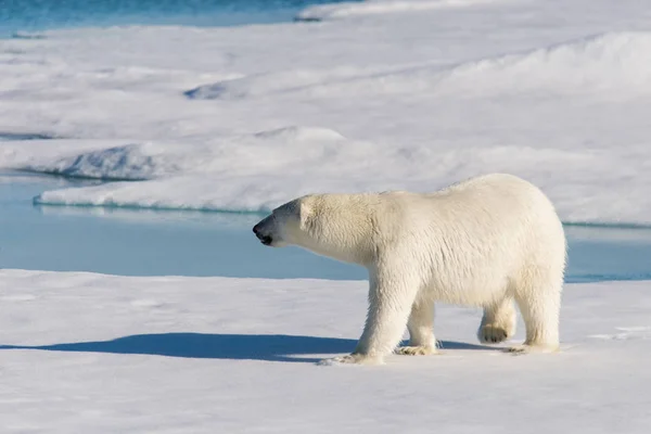 Morsa Gelo Svalbard — Fotografia de Stock