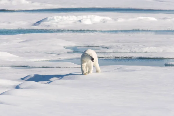 Morsa Gelo Svalbard — Fotografia de Stock