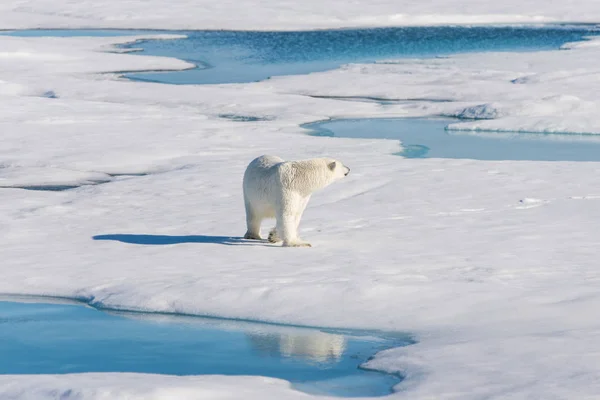 Tricheco Ghiaccio Nelle Svalbard — Foto Stock