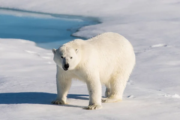 Walross Auf Eis Spitzbergen — Stockfoto