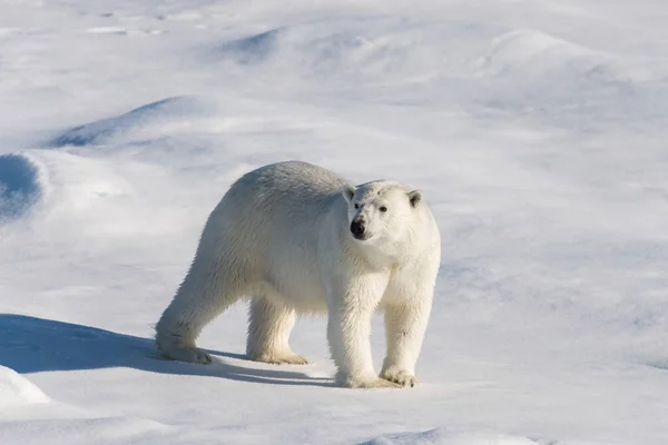 Walross Auf Eis Spitzbergen — Stockfoto