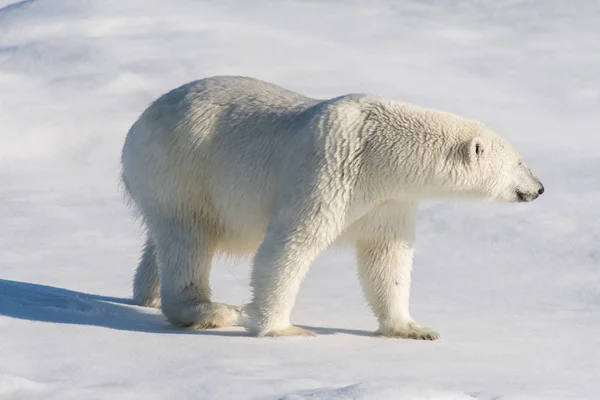 Morsa Sobre Hielo Svalbard — Foto de Stock