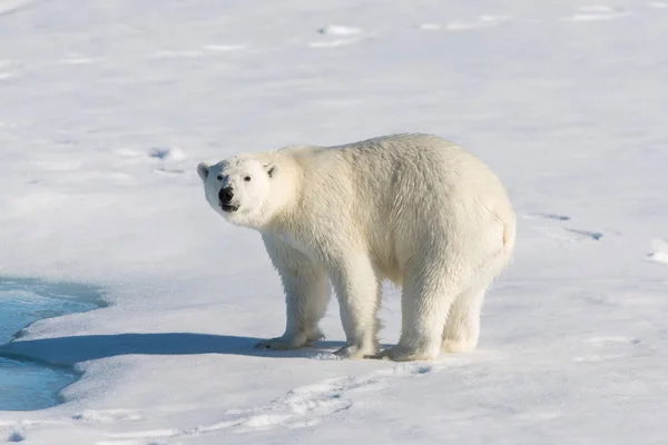 Walross Auf Eis Spitzbergen — Stockfoto