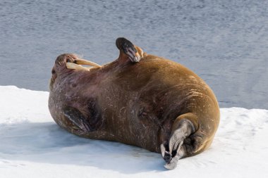 Mors buz Svalbard üzerinde