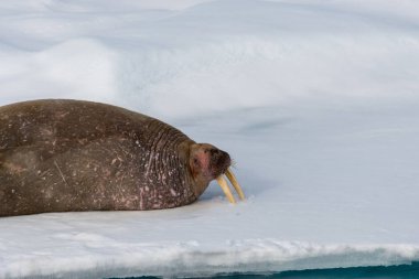 Mors buz Svalbard üzerinde