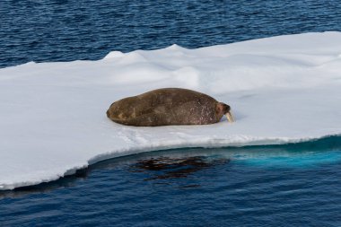 Mors buz Svalbard üzerinde