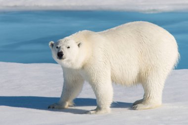 Kutup ayısı pack buzun içinde Svalbard üzerinde