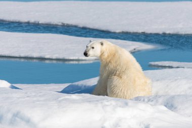 Kutup ayısı Svalbard pack buz üzerinde oturan