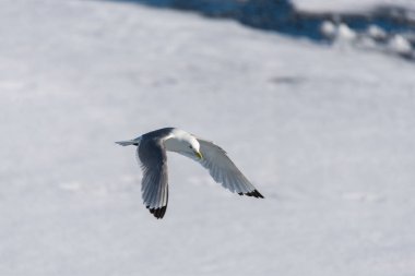 Kutup ayısı Svalbard pack buz üzerinde oturan