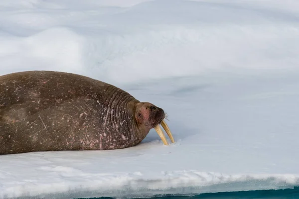 Walrus Ijs Svalbard — Stockfoto