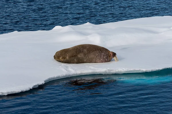 Morsa Sobre Hielo Svalbard — Foto de Stock