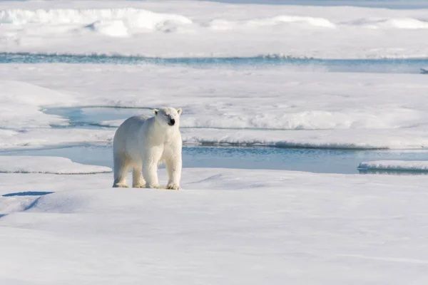 Kutup Ayısı Pack Buzun Içinde Svalbard Üzerinde — Stok fotoğraf