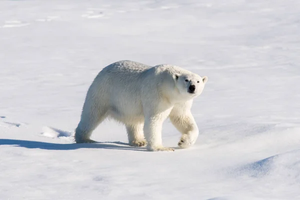 Jegesmedve Jégtáblák Svalbard — Stock Fotó