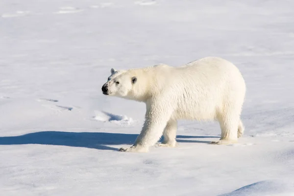 Eisbär Auf Dem Packeis Spitzbergen — Stockfoto