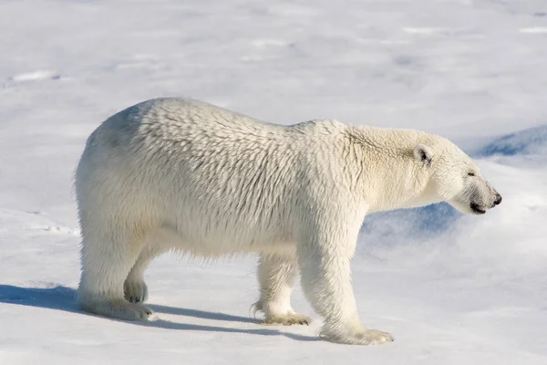 Kutup Ayısı Pack Buzun Içinde Svalbard Üzerinde — Stok fotoğraf