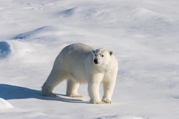Niedźwiedź Polarny Lodzie Svalbard — Zdjęcie stockowe