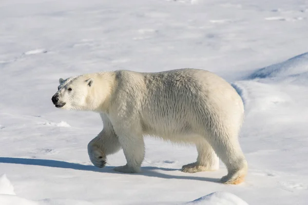 Eisbär Auf Dem Packeis Spitzbergen — Stockfoto