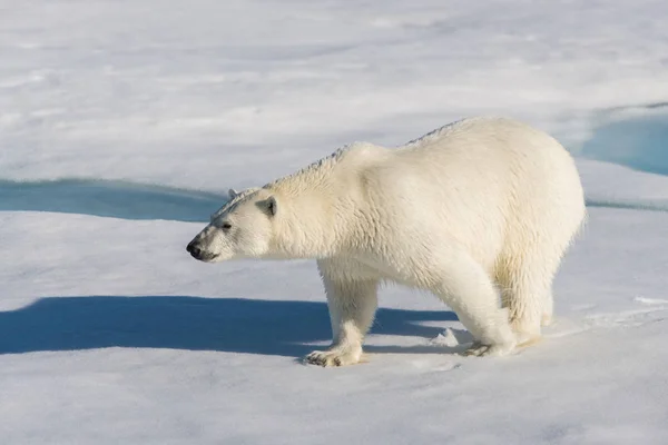 Urso Polar Embalagem Gelo Svalbard — Fotografia de Stock