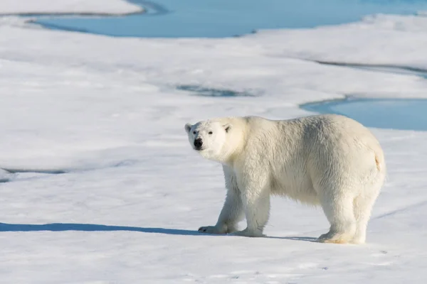 스발바르에 얼음에 북극곰 — 스톡 사진