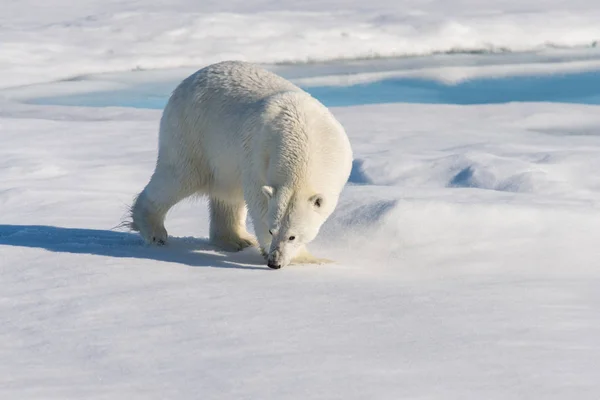 Ijsbeer Het Pakijs Svalbard — Stockfoto
