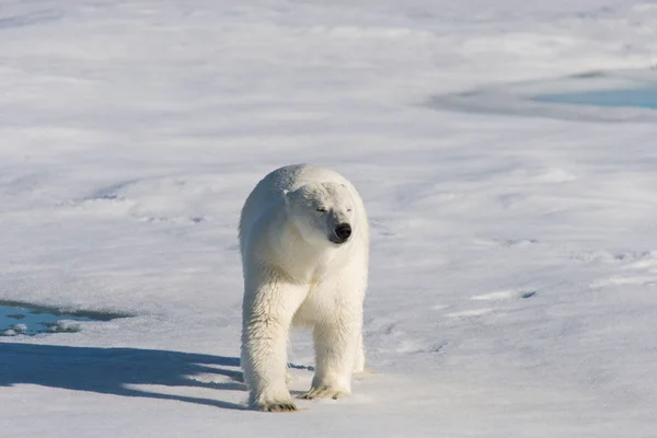 Urso Polar Embalagem Gelo Svalbard — Fotografia de Stock