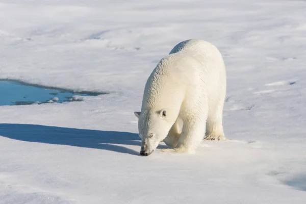 Polar Bear Pack Ice Svalbard — Stock Photo, Image
