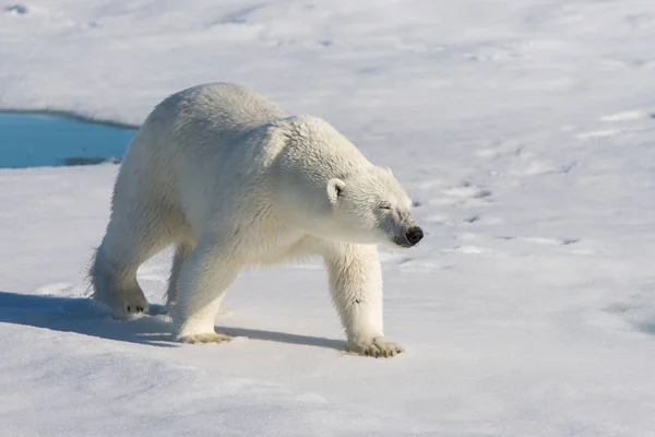 Kutup Ayısı Pack Buzun Içinde Svalbard Üzerinde — Stok fotoğraf