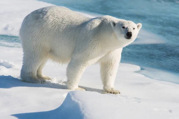 Niedźwiedź Polarny Lodzie Svalbard — Zdjęcie stockowe