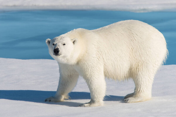 Polar bear on the pack ice in Svalbard