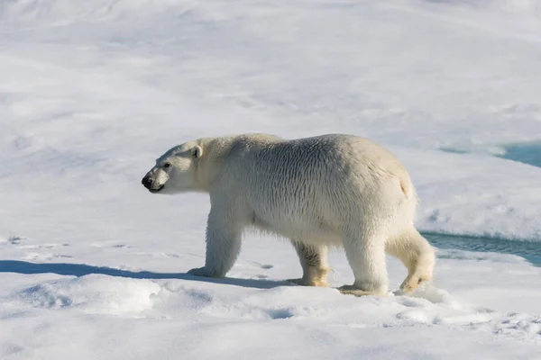 Eisbär Auf Dem Packeis Spitzbergen — Stockfoto