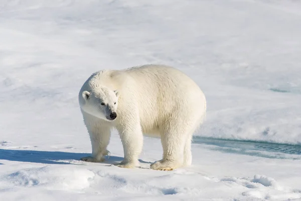 Ijsbeer Het Pakijs Svalbard — Stockfoto